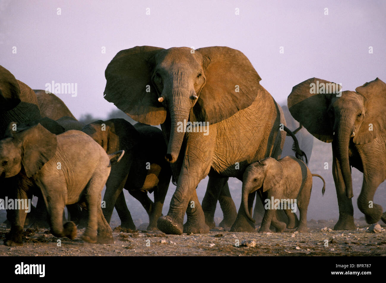 Afrikanische Elefantenherde (Loxodonta Africana) Stockfoto