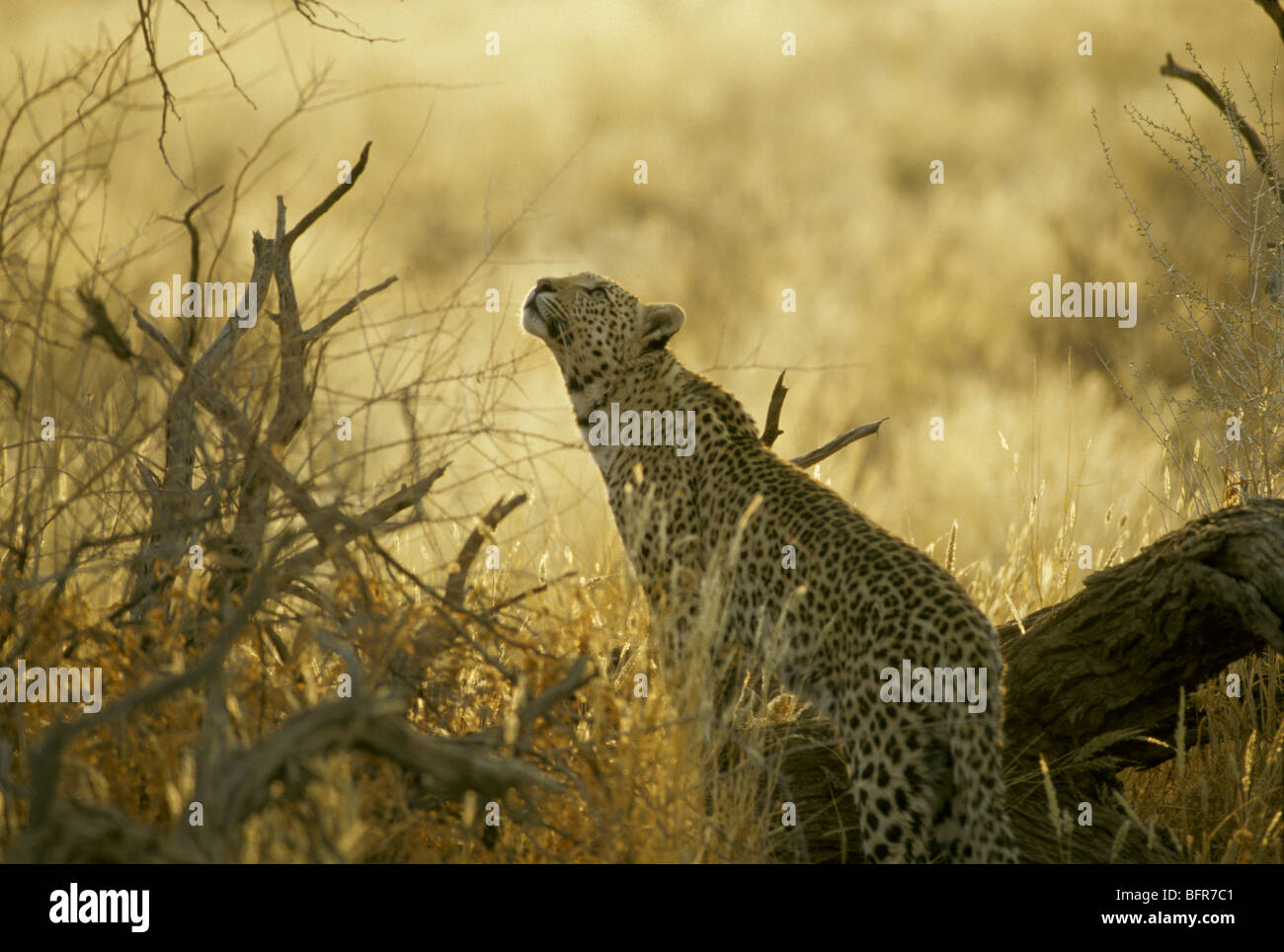 Leopard (Panthera Pardus) auf der Suche nach oben Stockfoto