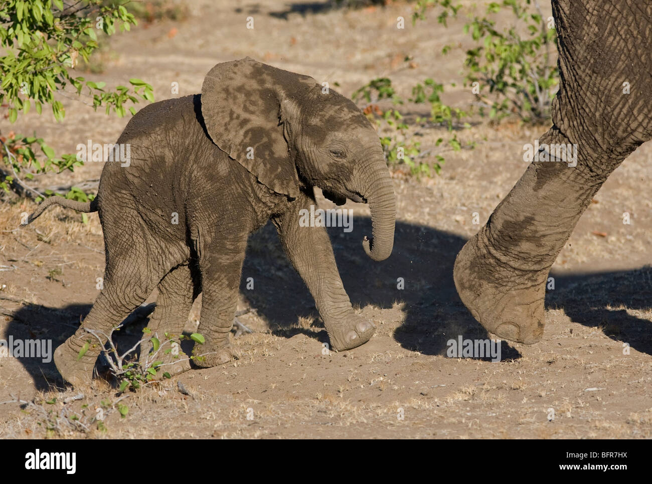 Afrikanischer Elefant Kalb nach seiner Mutter Stockfoto