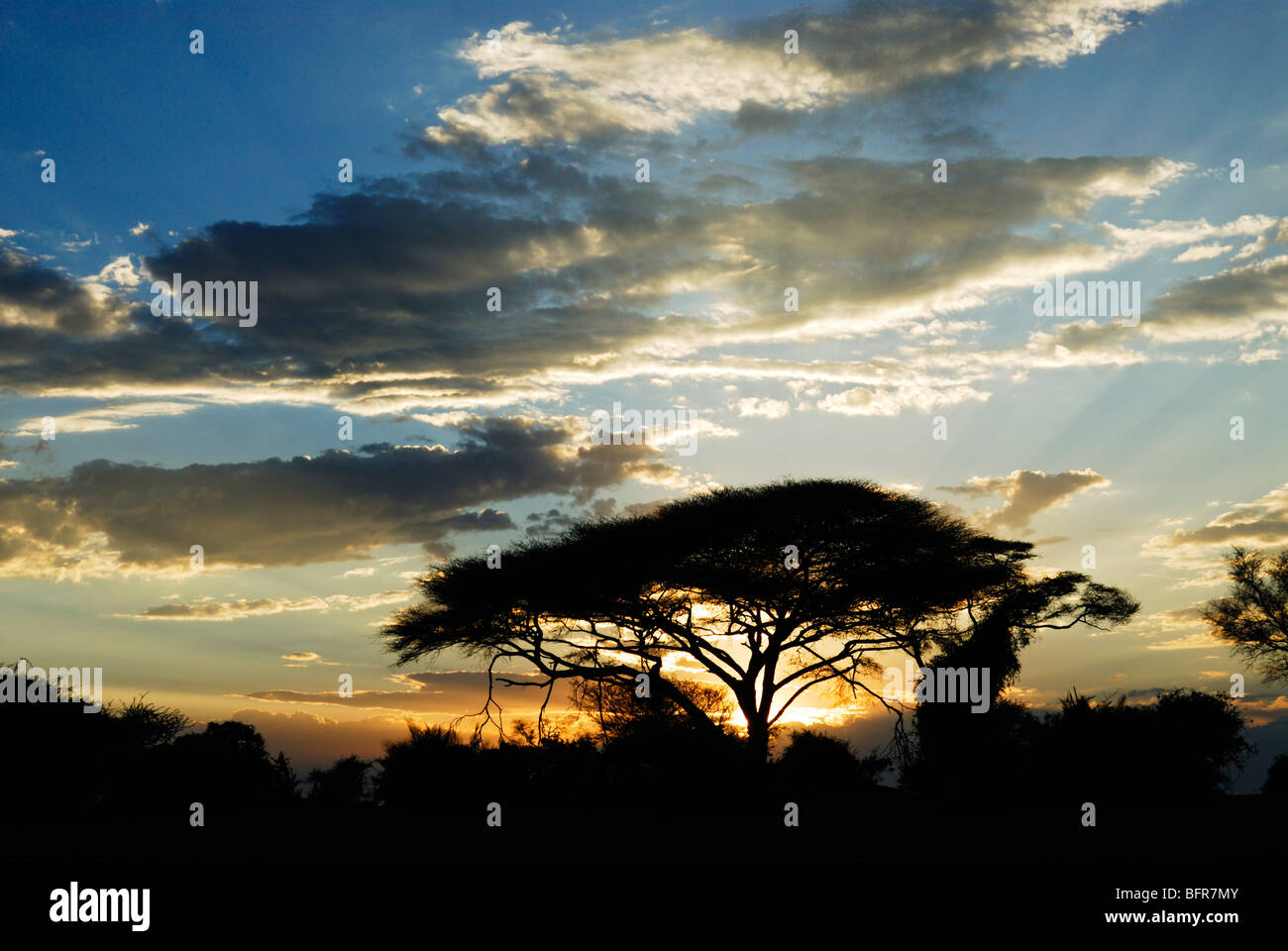 Sonnenuntergang Silhouette der Regenschirm Dornenbaum (Acacia Tortilis) Stockfoto