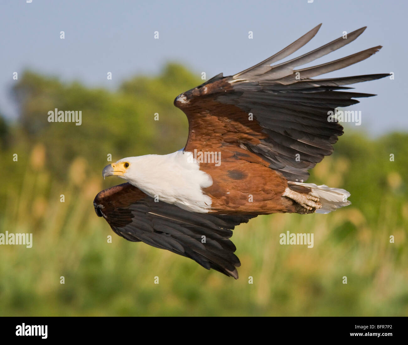 Nahaufnahme Seitenansicht eines Adlers afrikanische Fische fliegen Stockfoto