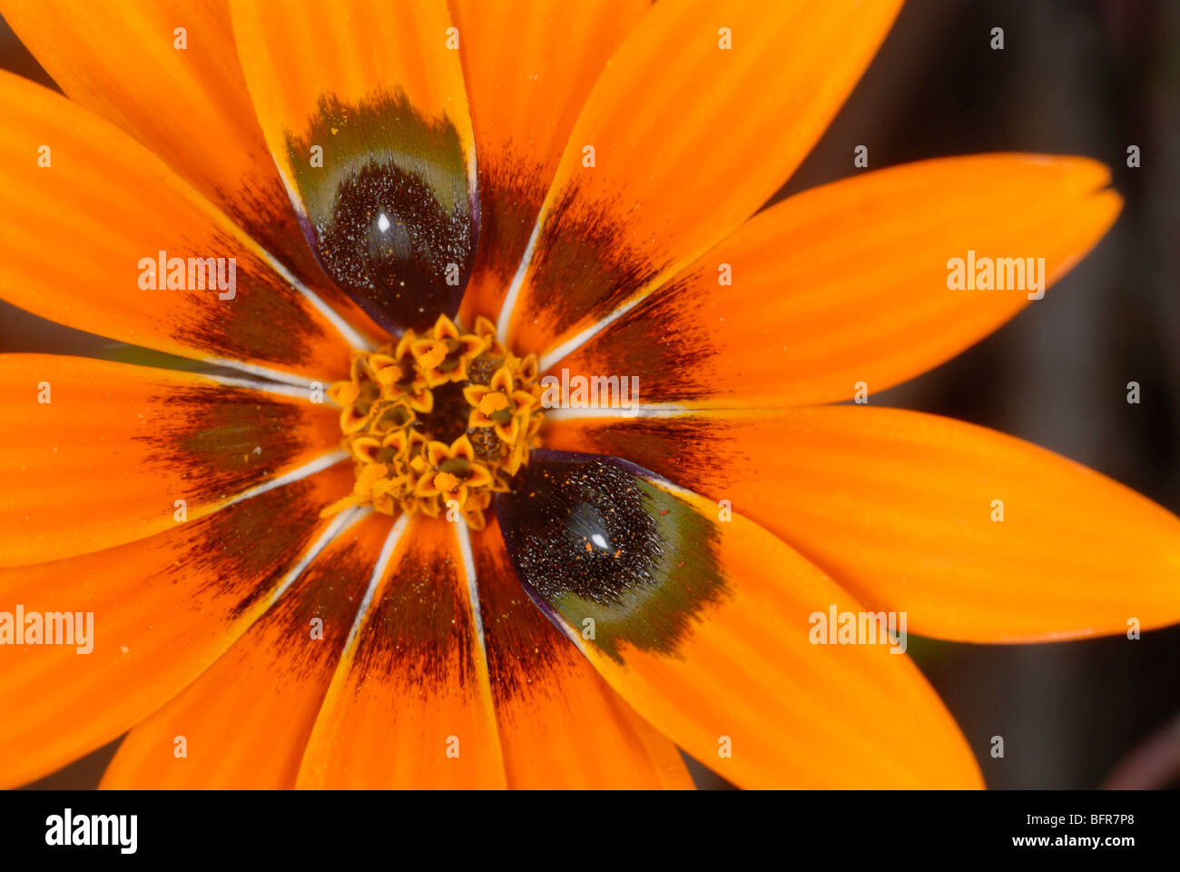 Nahaufnahme von orange Daisy Blume Stockfoto