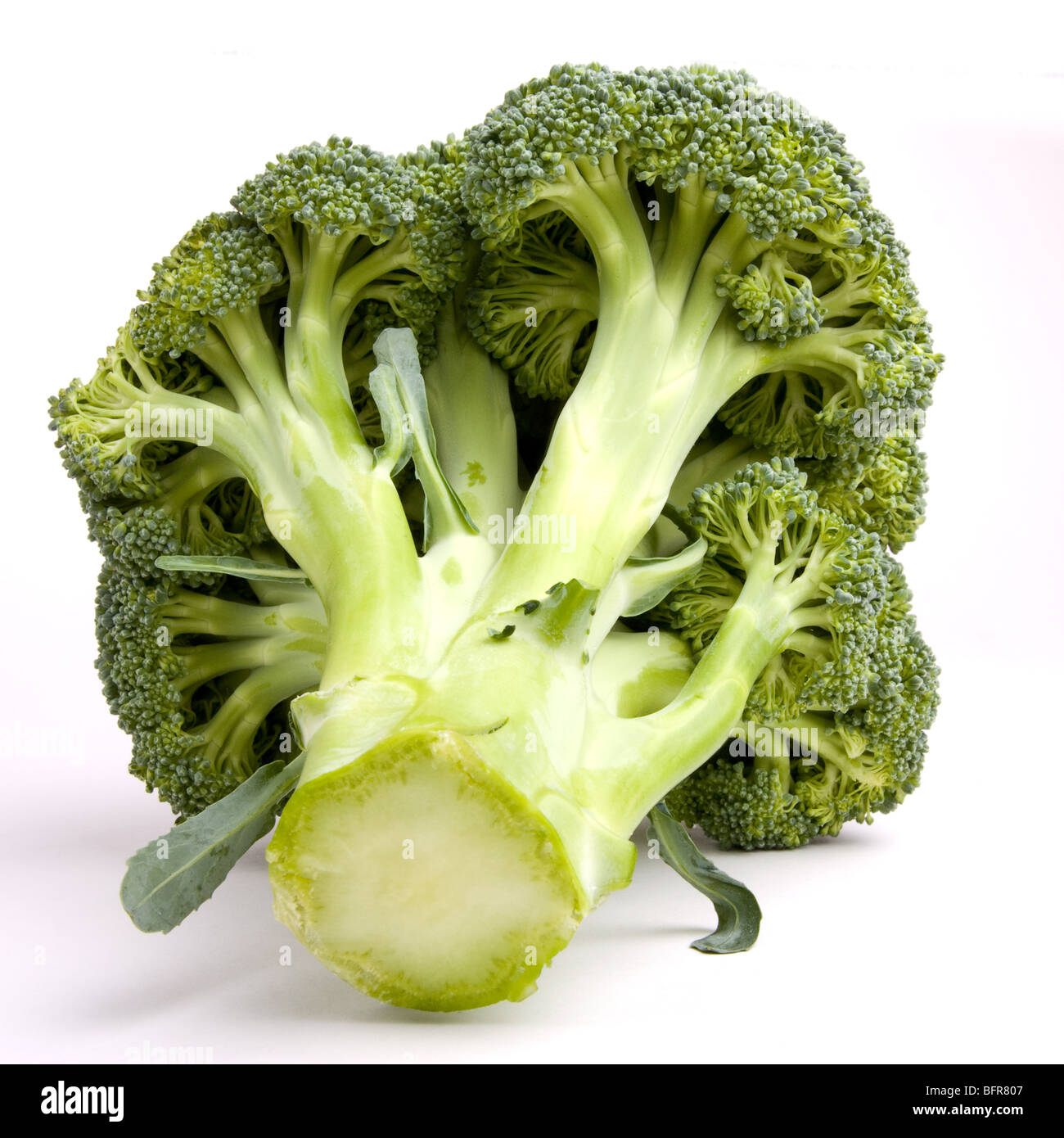 Lebendige grüne Brokolli Kopf auf weißen Hintergrund isoliert. Stockfoto
