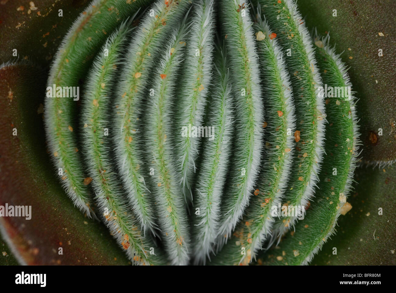 Haarige pflanze Fotos und Bildmaterial in hoher Auflösung Alamy