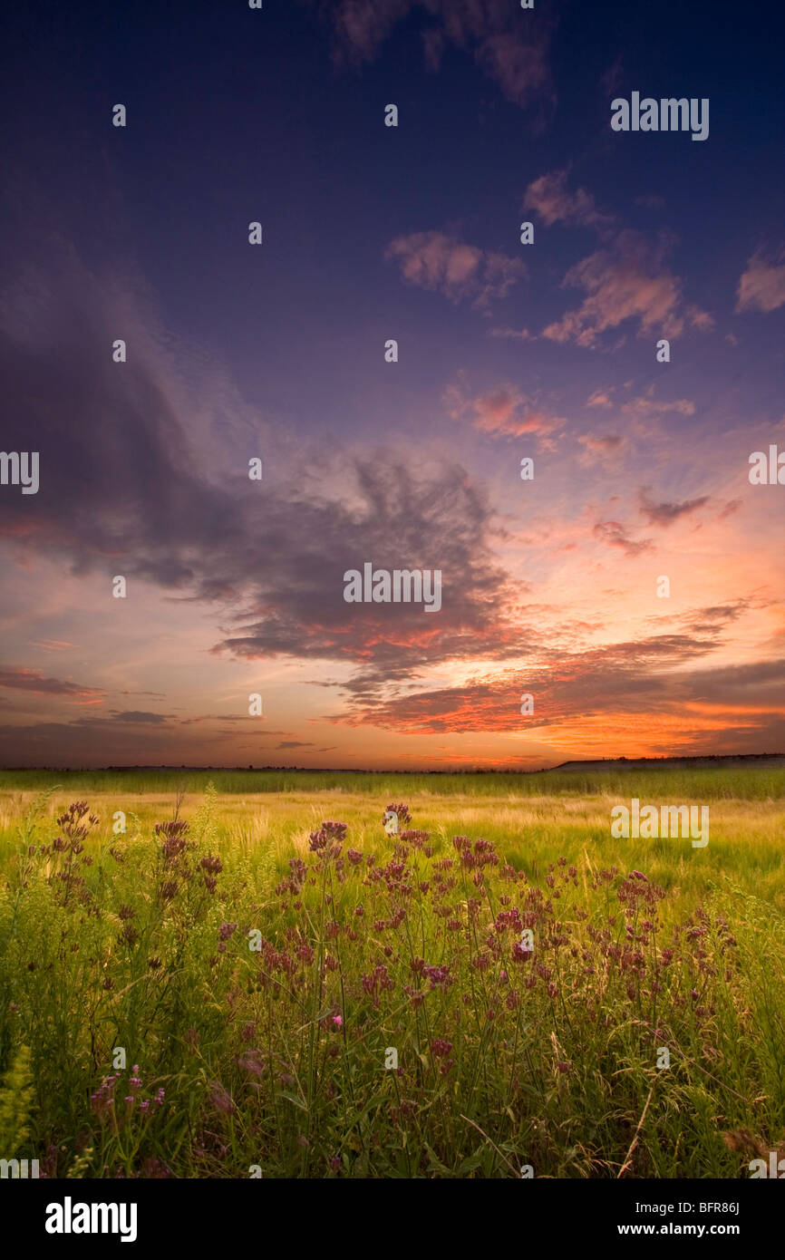 Landschaft mit Wildblumen und stimmungsvoller Himmel Stockfoto