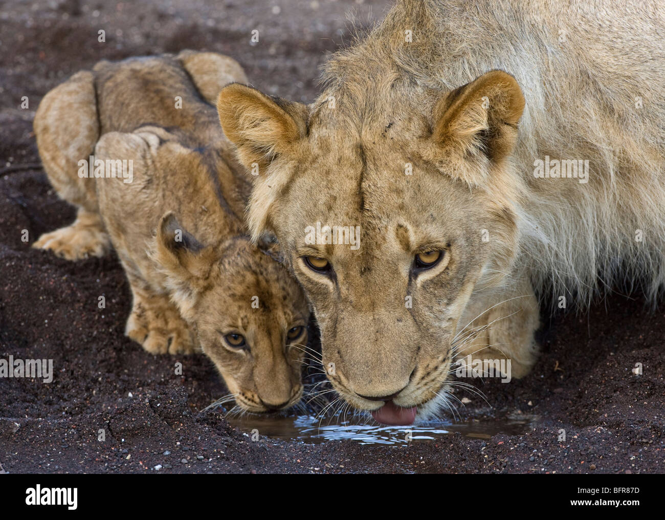 Löwin und Cub aus kleine Pfütze zu trinken Stockfoto