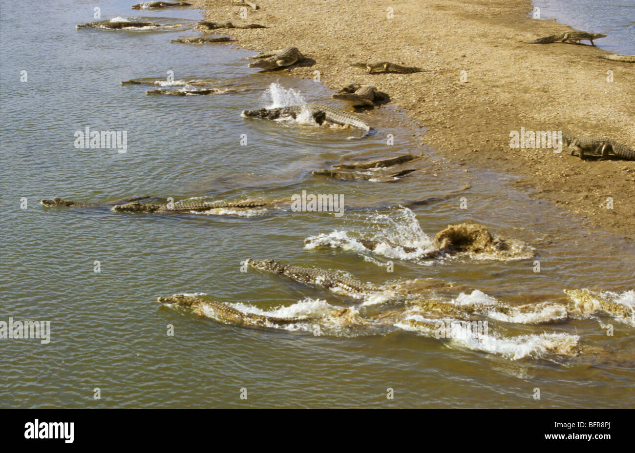Luftaufnahme der große Anzahl von Nil-Krokodile, die Rauschen in den Olifants River (Crocodylus Niloticus) Stockfoto