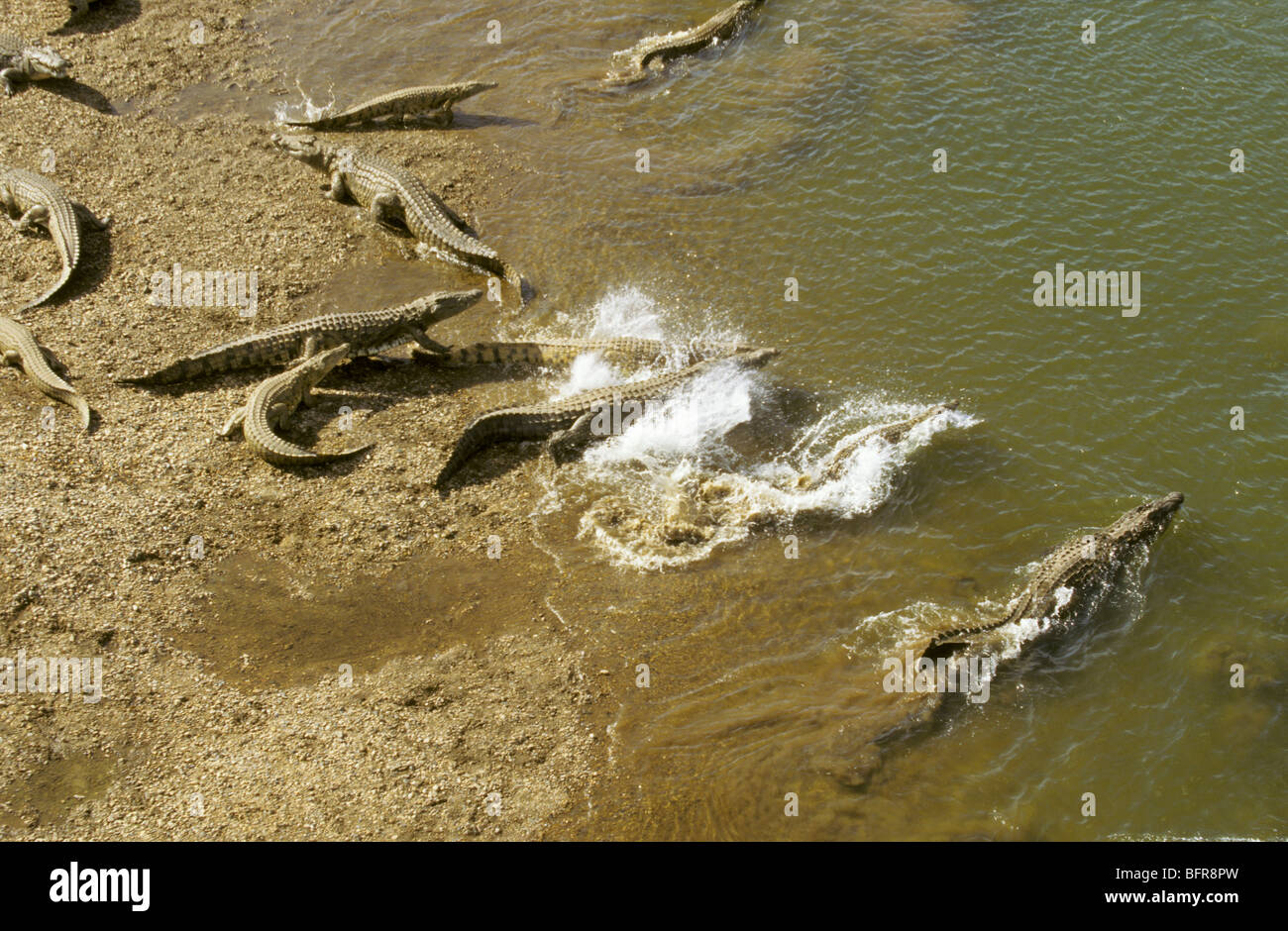 Luftaufnahme der große Anzahl von Nil-Krokodile am Ufer des Flusses Olifants Rauschen ins Wasser (Crocodylus Niloticus) Stockfoto