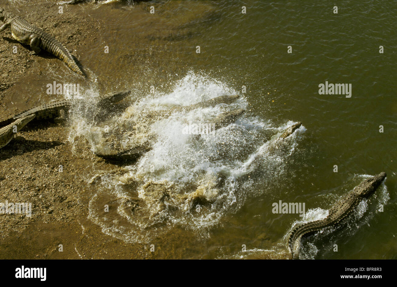 Luftaufnahme des Nil-Krokodile, die Rauschen in den Olifants River (Crocodylus Niloticus) Stockfoto