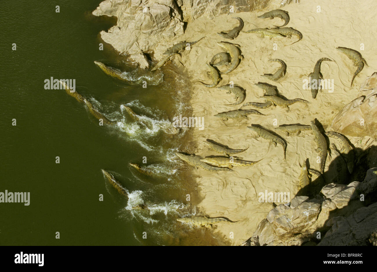 Luftaufnahme der große Anzahl von Nil-Krokodile am Ufer des Olifants River (Crocodylus Niloticus) Stockfoto