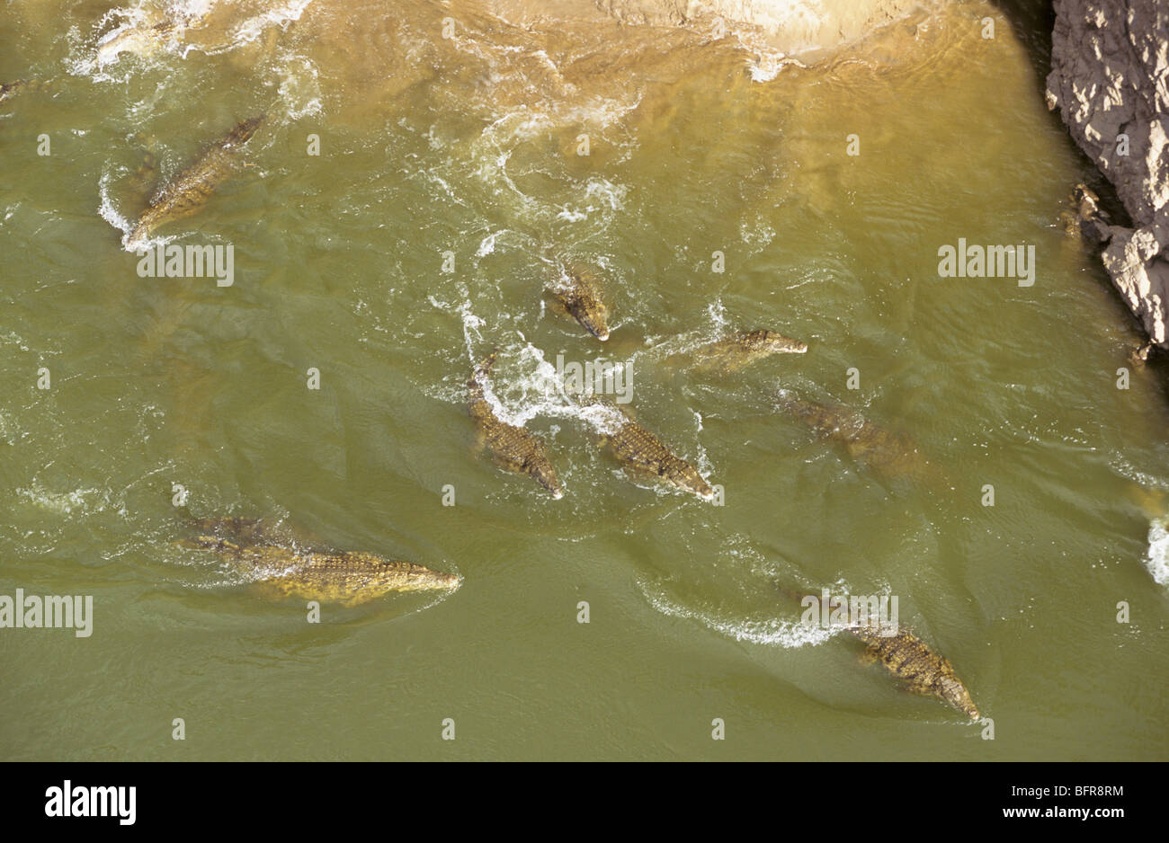 Luftaufnahme der große Anzahl von Nil-Krokodile im Olifants River (Crocodylus Niloticus) Stockfoto
