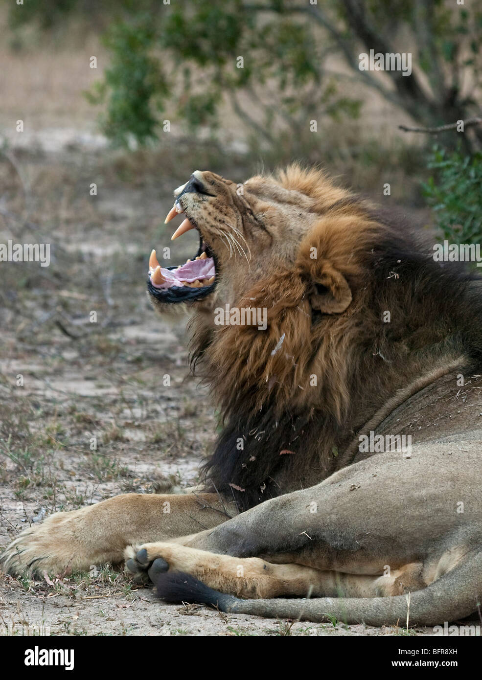 Löwe liegend mit dem Kopf angehoben Gähnen Stockfoto