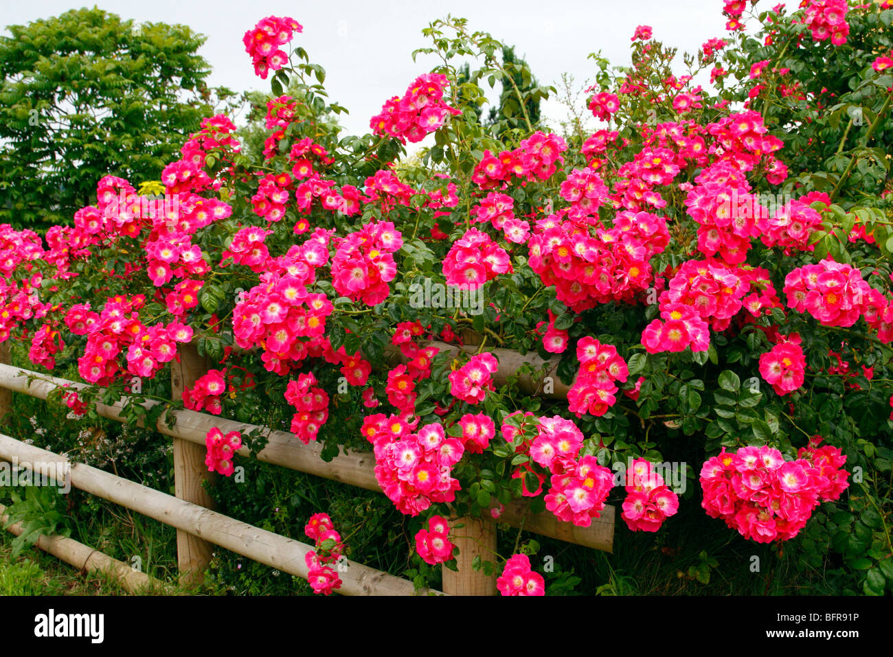 Rosa "Amerikanischen Säule" Rambler Rose Stockfoto