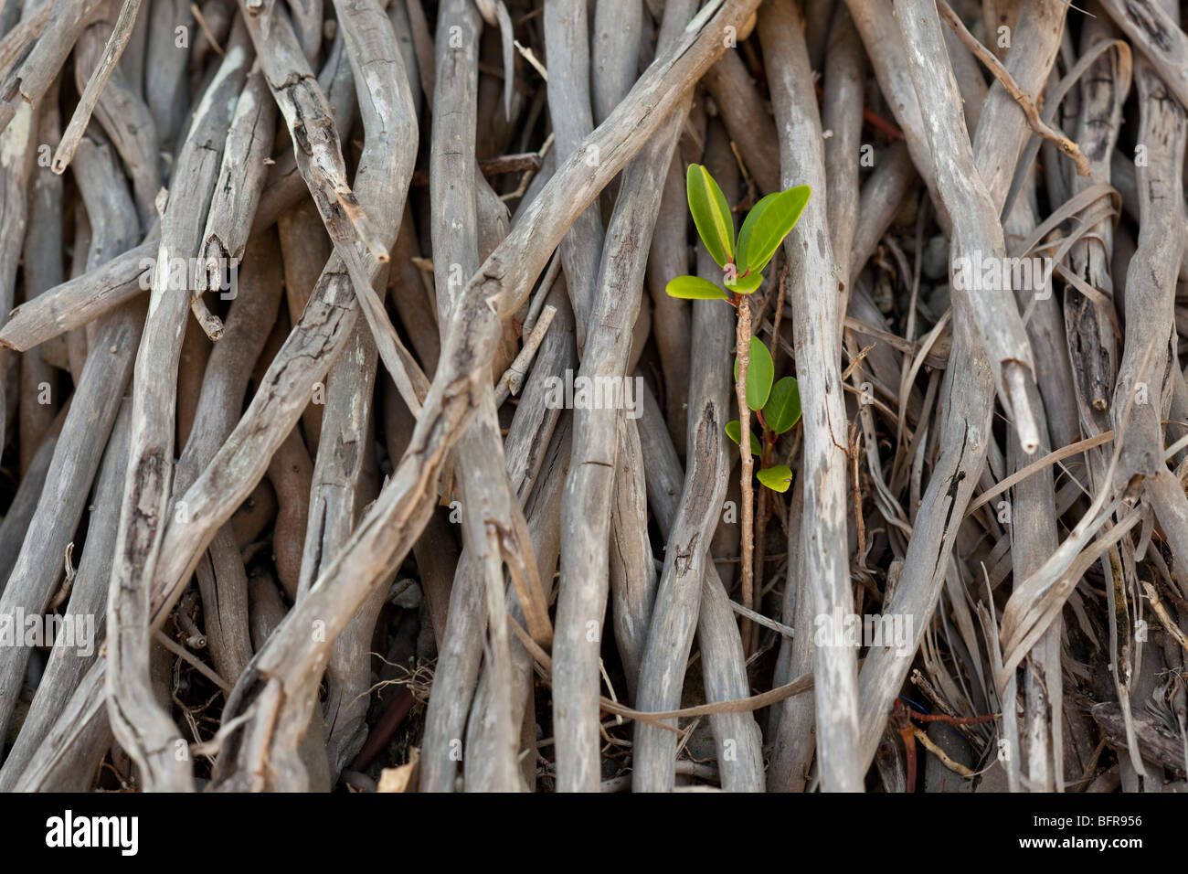 Rote Mangrove, Rhizophora mangle, Sämling wächst unter den Wurzeln der Palme, Mission Beach, Queensland, Australien Stockfoto