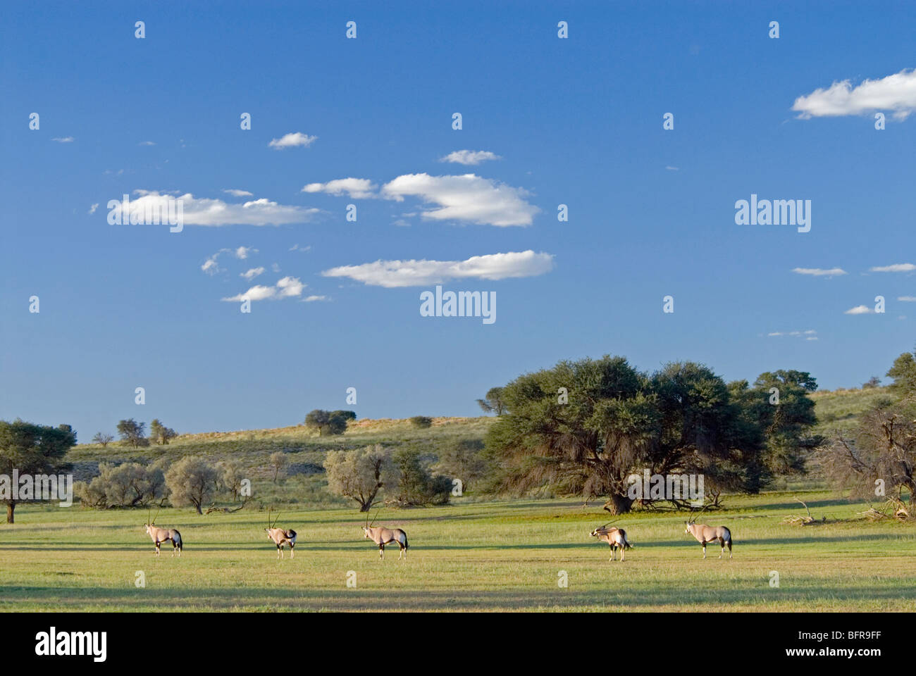 Herde von Gemsbok im Auob River Valley in der Nähe von Mata Mata im Abendlicht Stockfoto