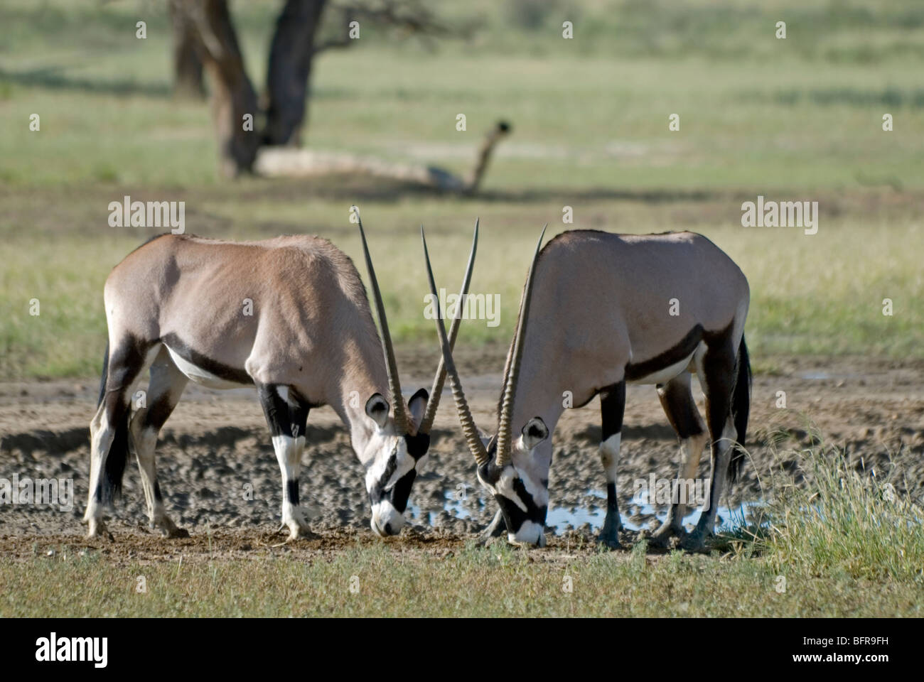 Gemsbock lecken Salz bei Kwang Wasserloch Stockfoto