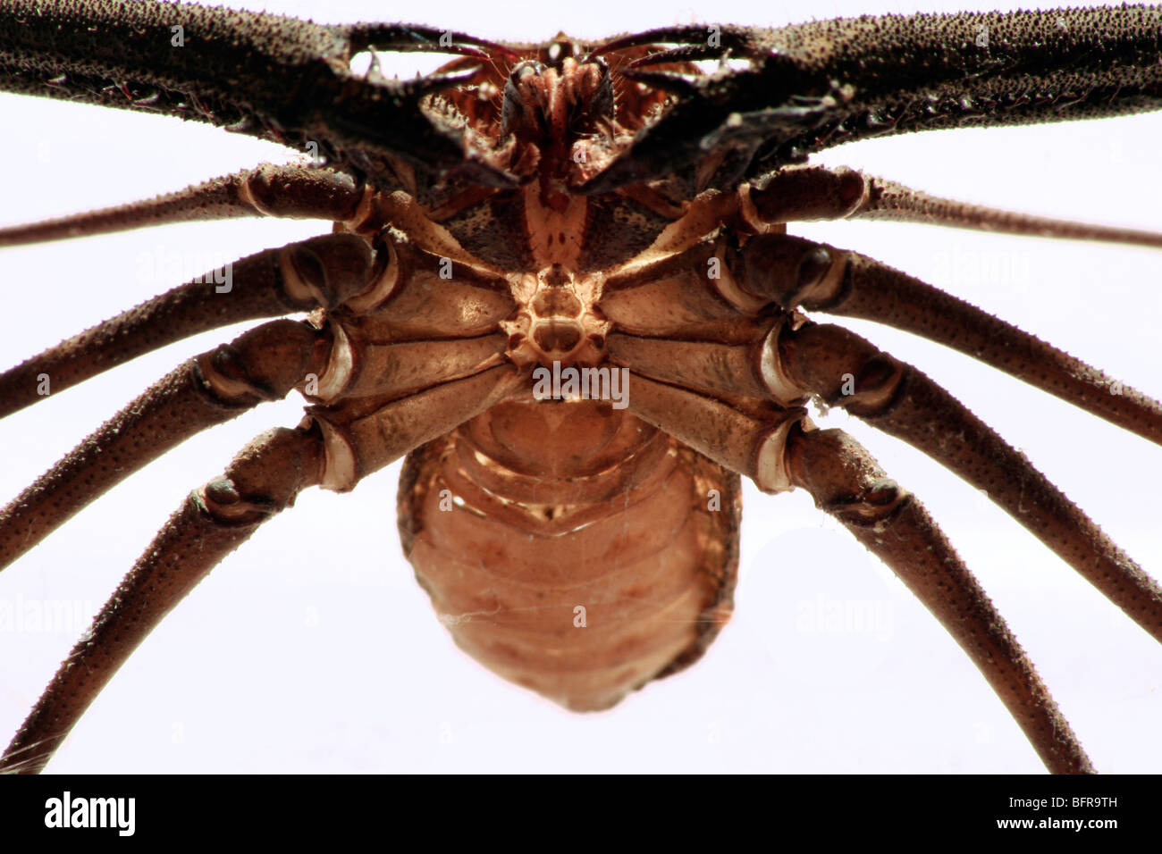 Eine spinnenähnliche Kreatur Ansicht von unten Stockfoto