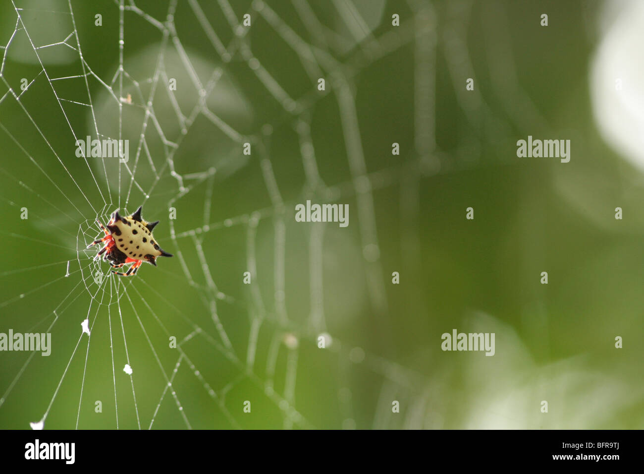 Eine gelbe und schwarze Sonne Spinne ein Netz in Mabula Tierreservat Stockfoto