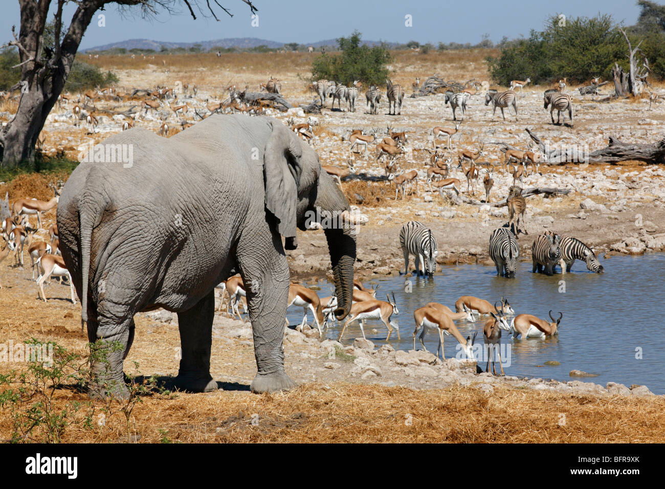 Elefant nähert sich ein Wasserloch mit mehreren Springbock und Zebra bereits gruppiert um das Wasser zu trinken Stockfoto