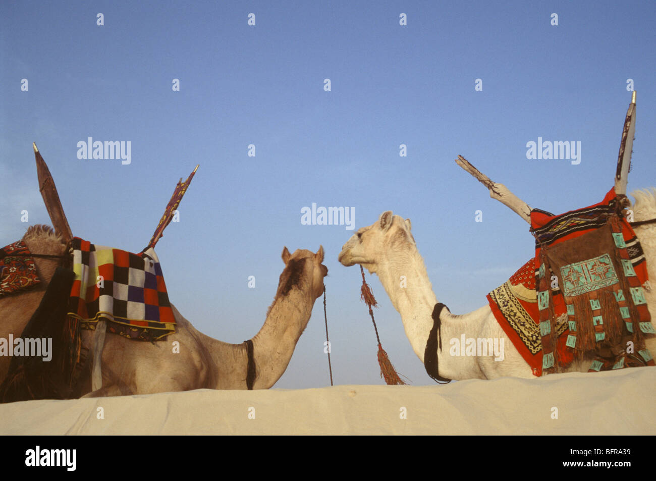 Tuareg people -Fotos und -Bildmaterial in hoher Auflösung – Alamy