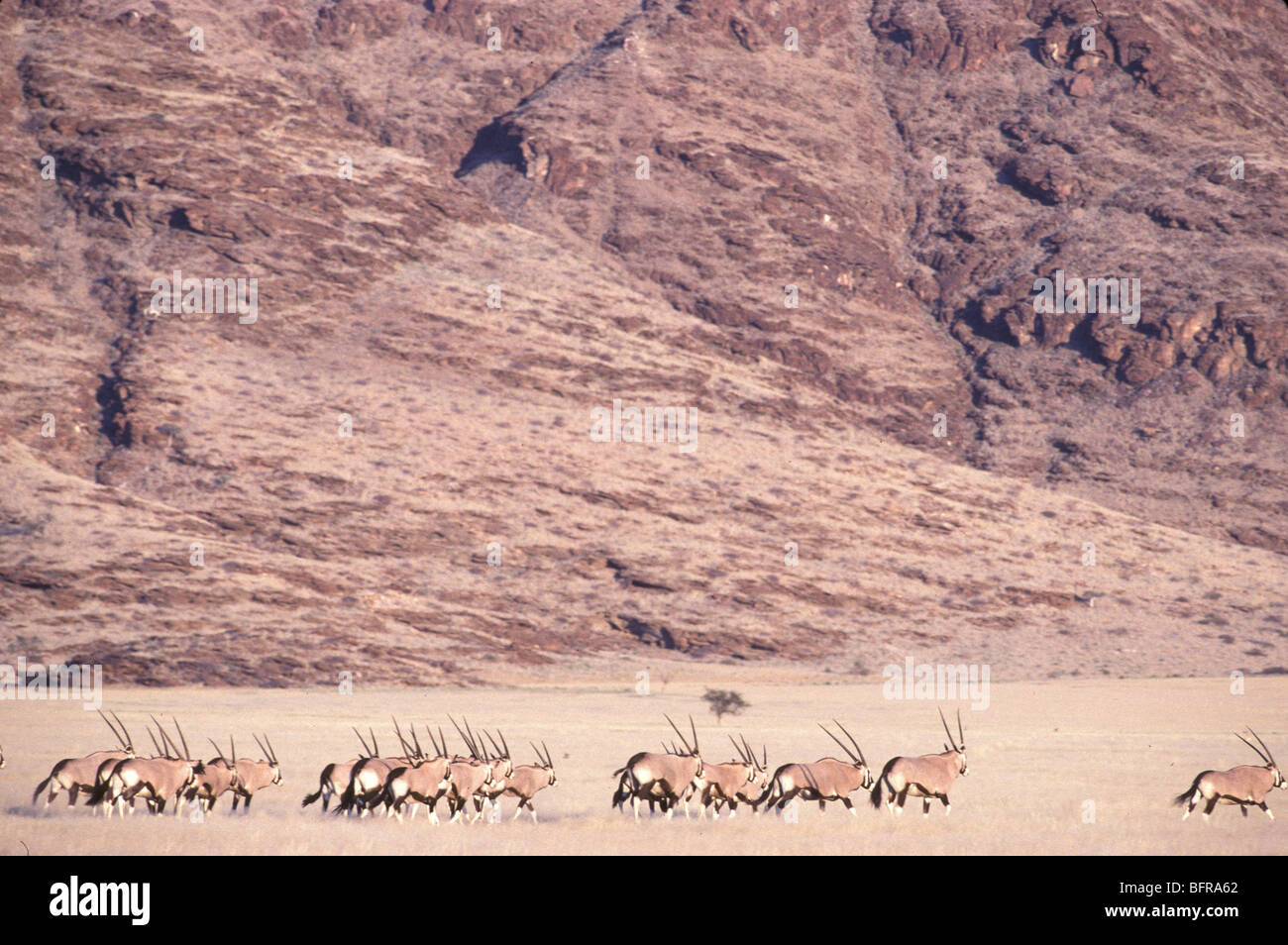 Oryx (Oryx Gazella) laufen in ein offenes Grasland felsiger Berg im Hintergrund Stockfoto