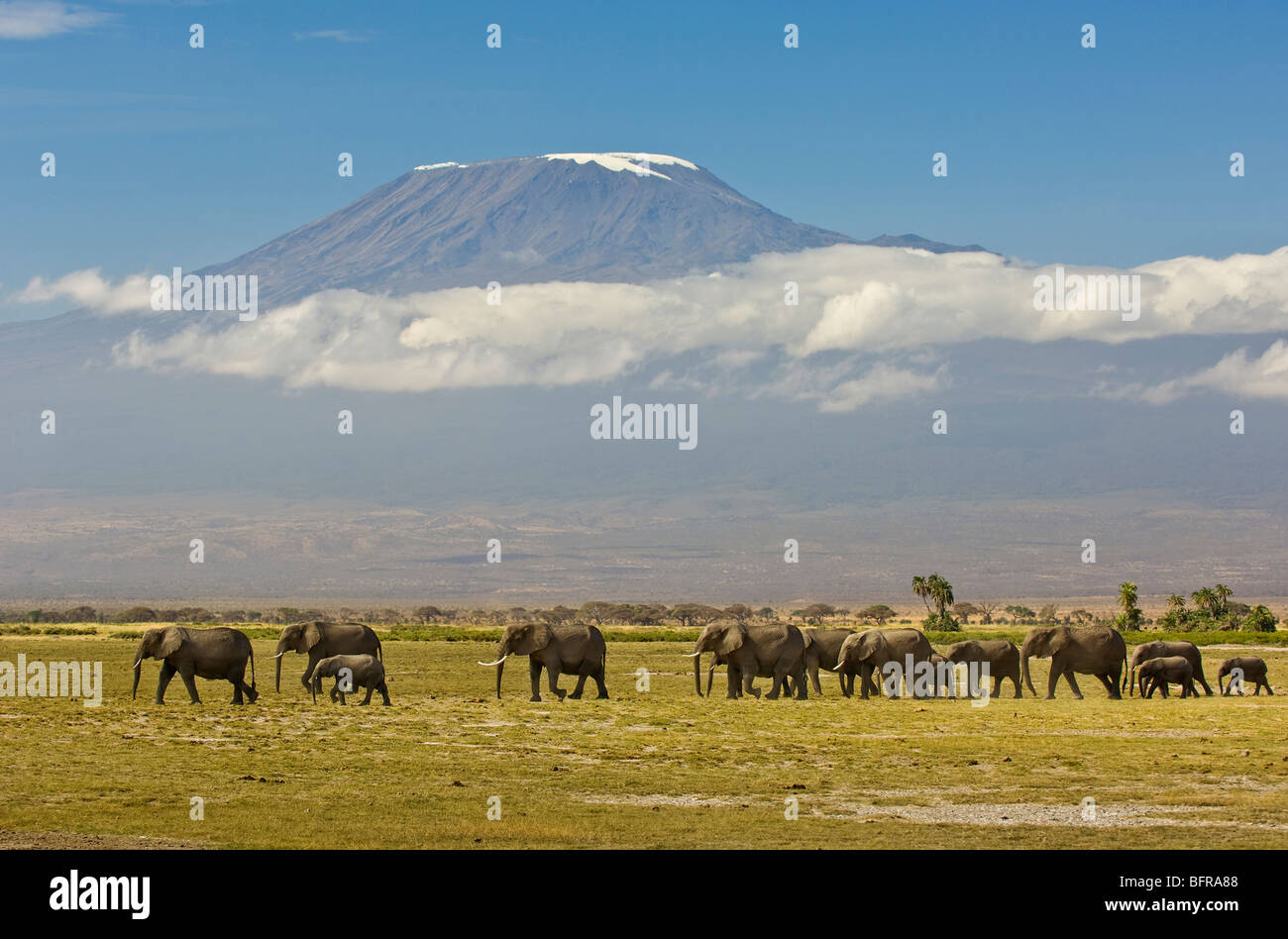 Eine Familie von Elefanten bewegt sich über das offene Grasland des Amboseli mit dem Kilimanjaro im Hintergrund. Stockfoto