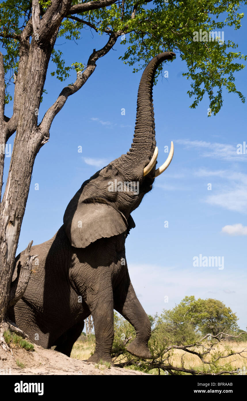 Ein afrikanischer Elefant (Loxodonta Africana) erstreckt sich um grüne Zweige zu erreichen und in einem hohen Baum Blätter Stockfoto
