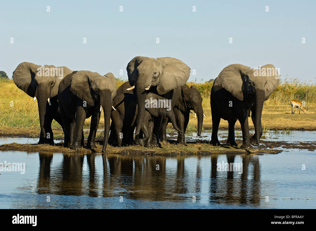 Eine Familie von Elefanten schmiegt sich eng vor dem Überqueren der Linyanti Wasserstraßen nach der Fütterung Streifzug über den Fluss in Namibia. Stockfoto