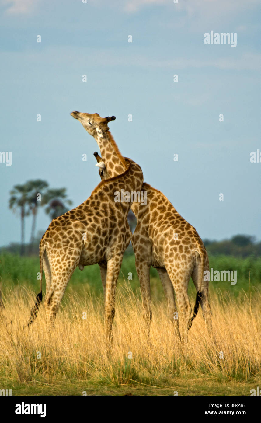 Giraffen Hals-Wrestling als Bestandteil ihrer Dominanz-Verhalten Stockfoto
