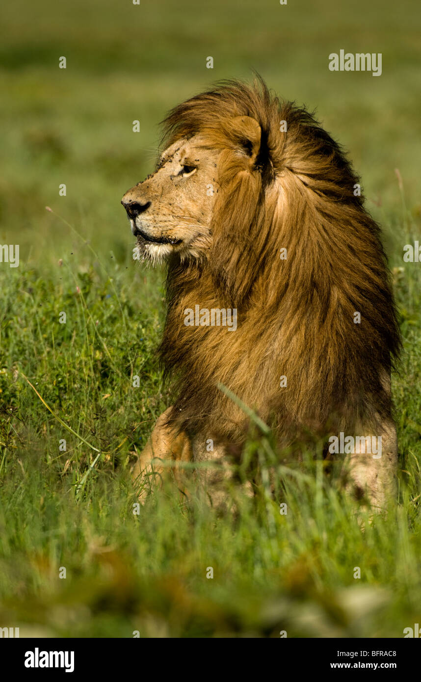 Männlicher Löwe (Panthera Leo) mit beeindruckenden Mähne starrte unverwandt Stockfoto