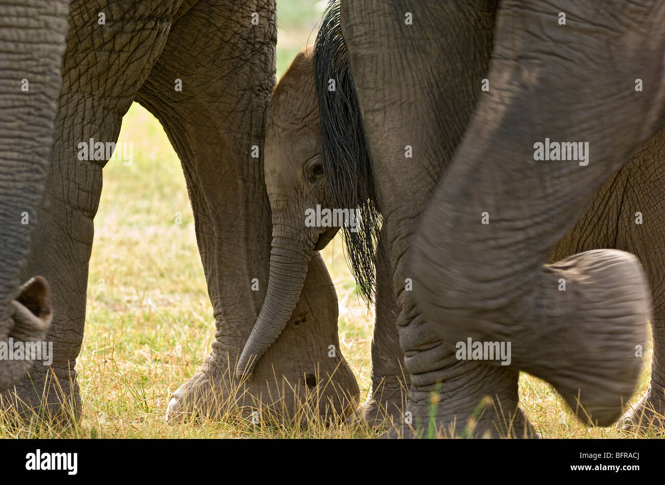 Afrikanische Elefantenbaby unter Erwachsenen Beine (Loxodonta Africana) Stockfoto