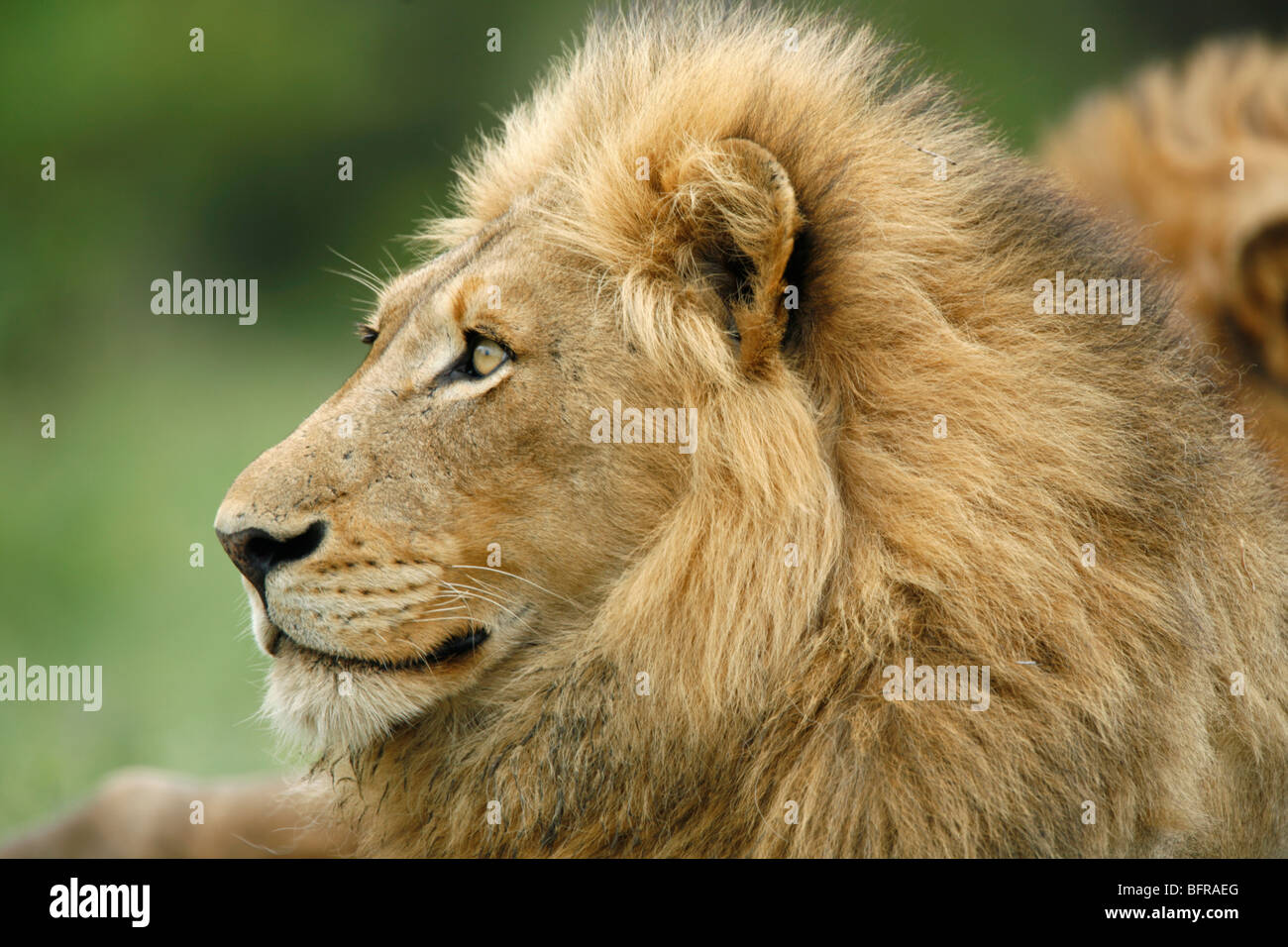 Engen Porträt eines männlichen Löwen Stockfoto