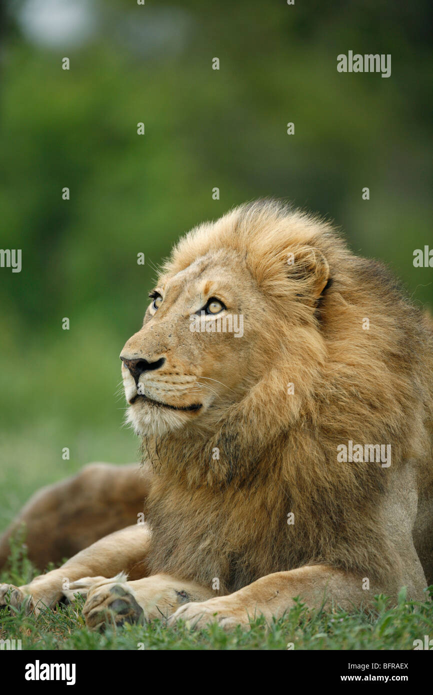 Porträt eines männlichen Löwen mit erheblichen Mähne blickt nach oben Stockfoto