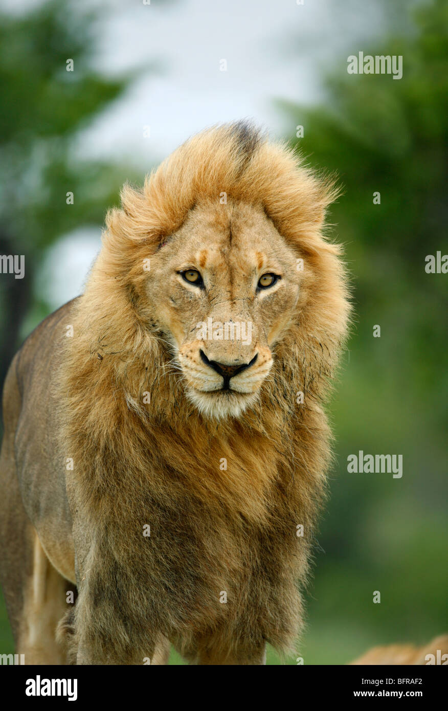 Porträt eines männlichen Löwen mit erheblichen Mähne aufstehen und stretching Stockfoto