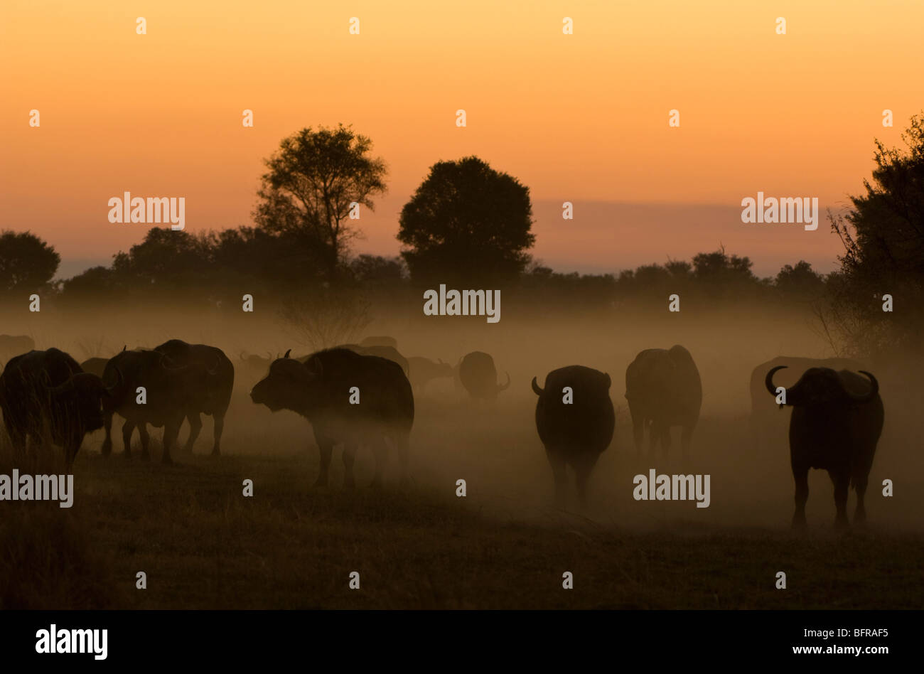 Kaffernbüffel Herde bei Sonnenuntergang (Syncerus Caffer) Stockfoto