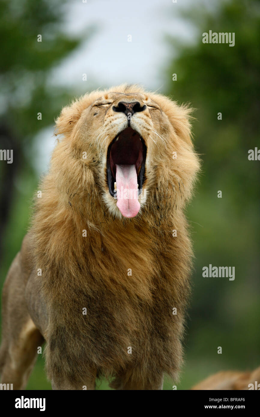 Porträt eines männlichen Löwen mit erheblichen Mähne aufstehen und Gähnen Stockfoto