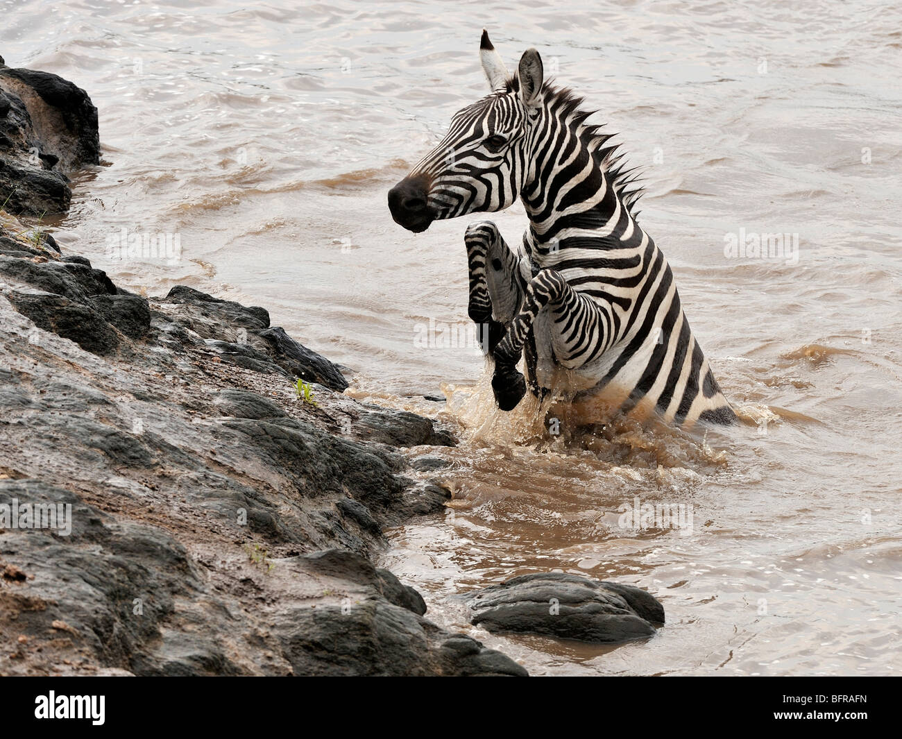 Zebra, die kämpfen, um aus dem Wasser zu einem steilen und felsigen Ufer des Mara Flusses Stockfoto