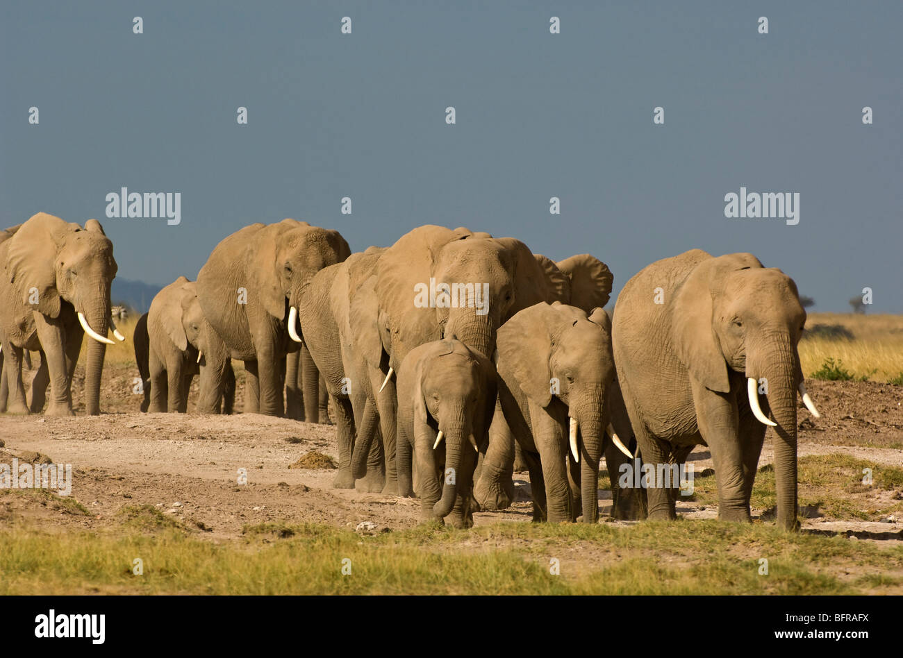Elefantenherde zu Fuß in Richtung Kamera Stockfoto