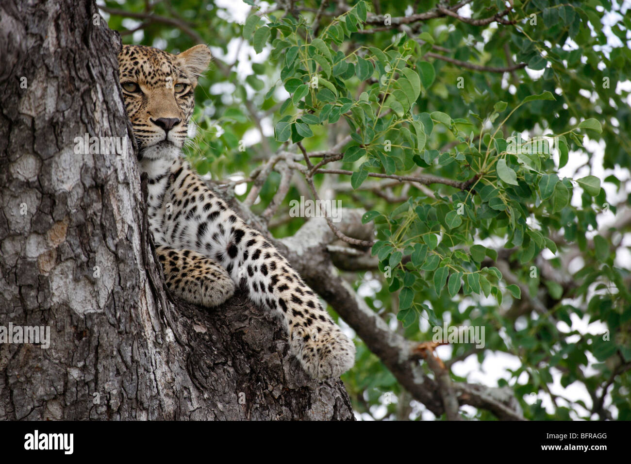 Eine weibliche Leoparden ruht in einem Marula-Baum Stockfoto