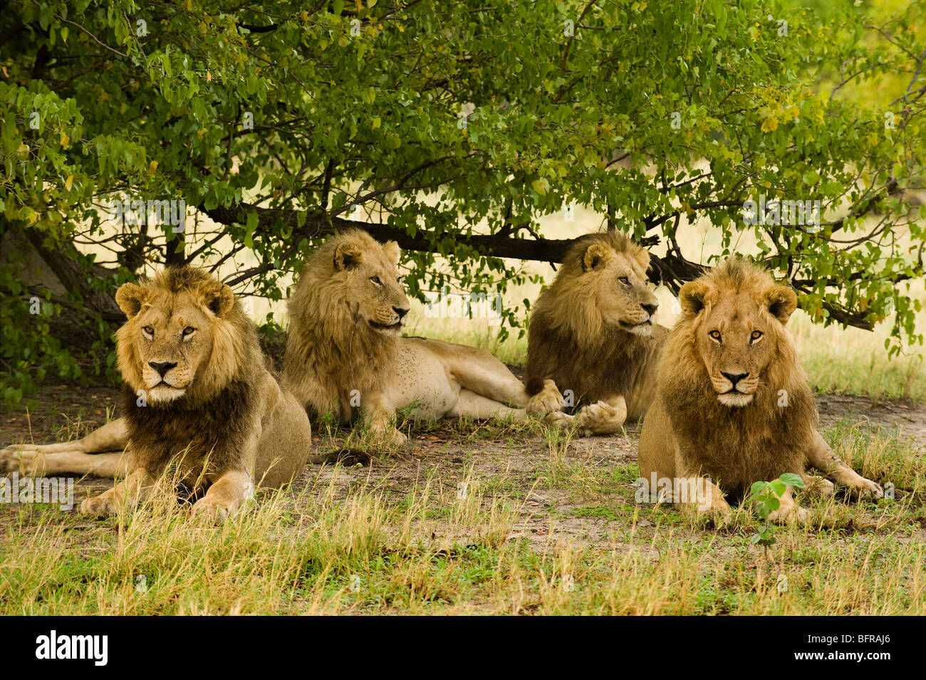 Eine Koalition von vier männlichen Löwen entspannen unter einem Mopane-Baum. Stockfoto