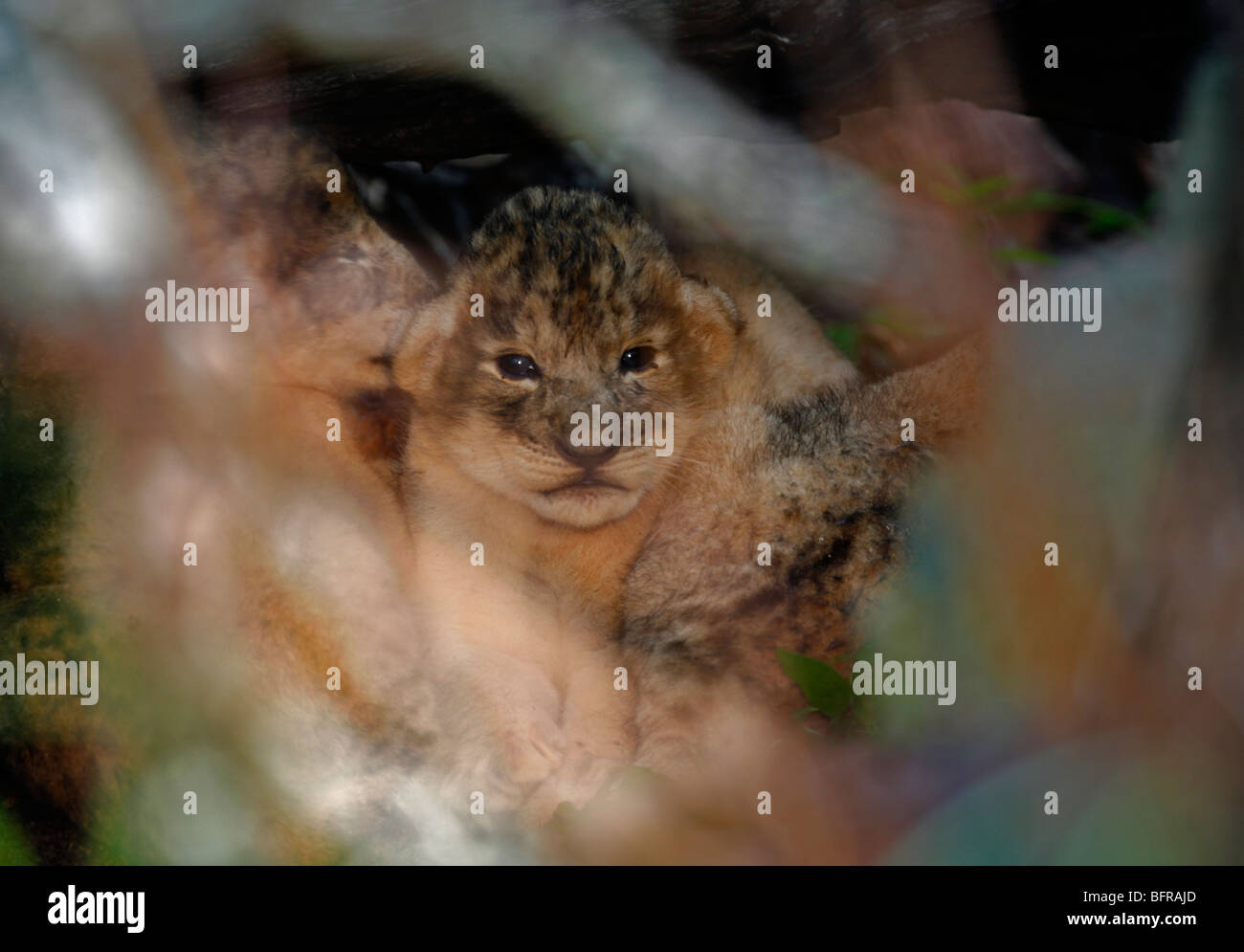 Drei Wochen alten Löwenjunges, liegend in der Höhle unter den Wurzeln eines umgestürzten Baumes Stockfoto