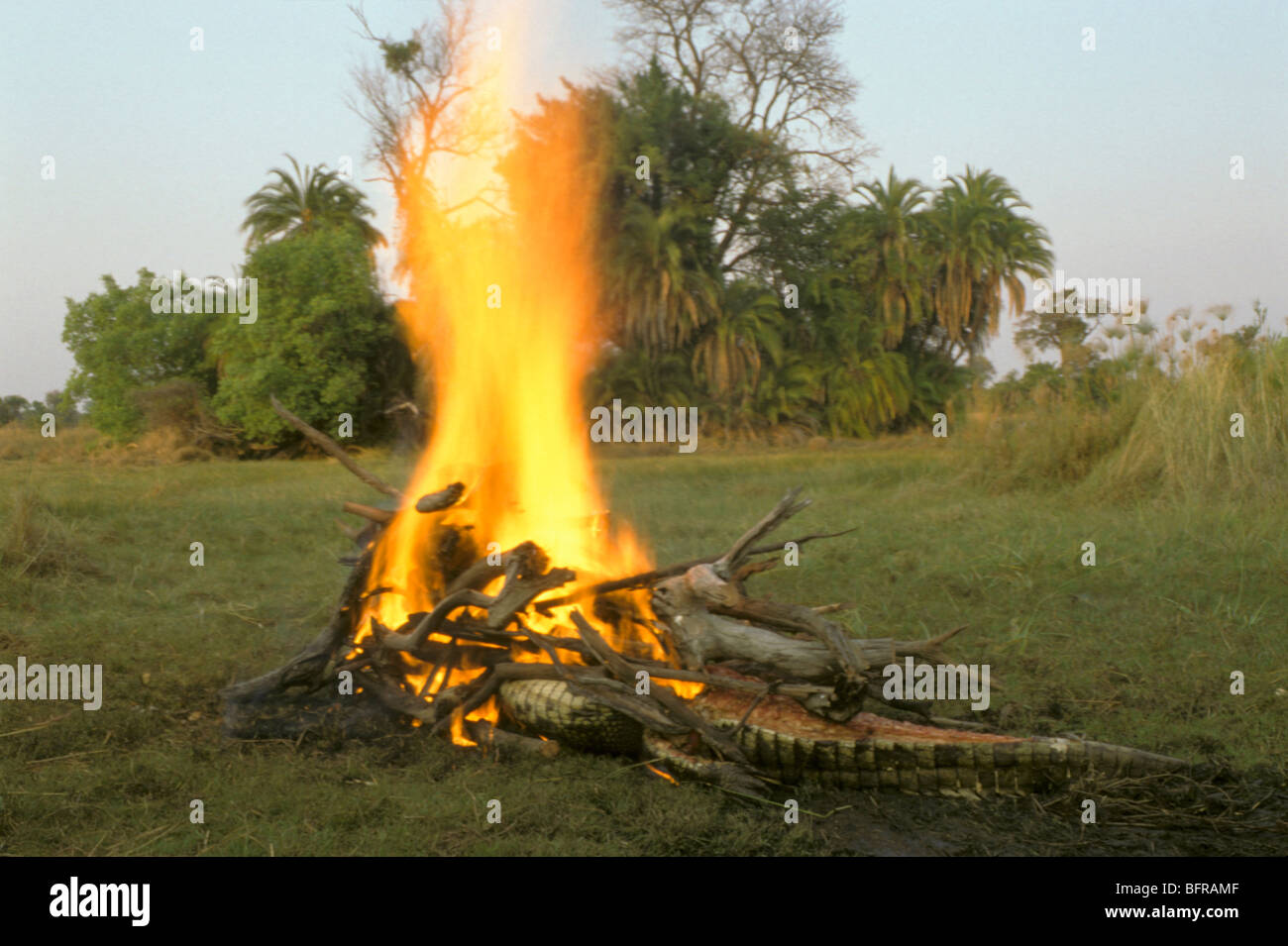 Toten Krokodile vor Hexen und Zauberer verbrannt sind in der Lage, das Gehirn zu extrahieren Stockfoto