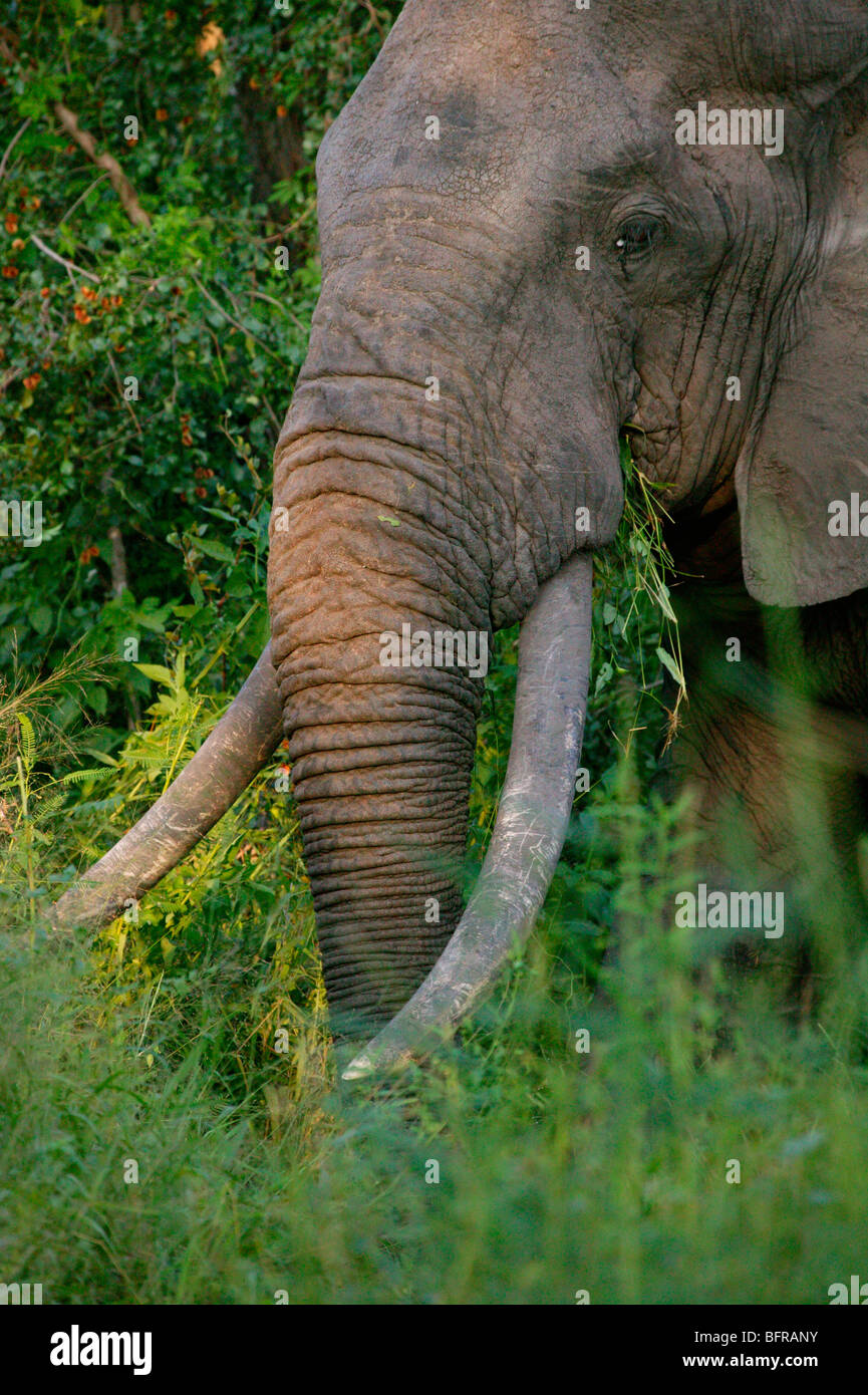 Porträt von ein Elefantenbulle mit besonders langen Stoßzähnen Stockfoto