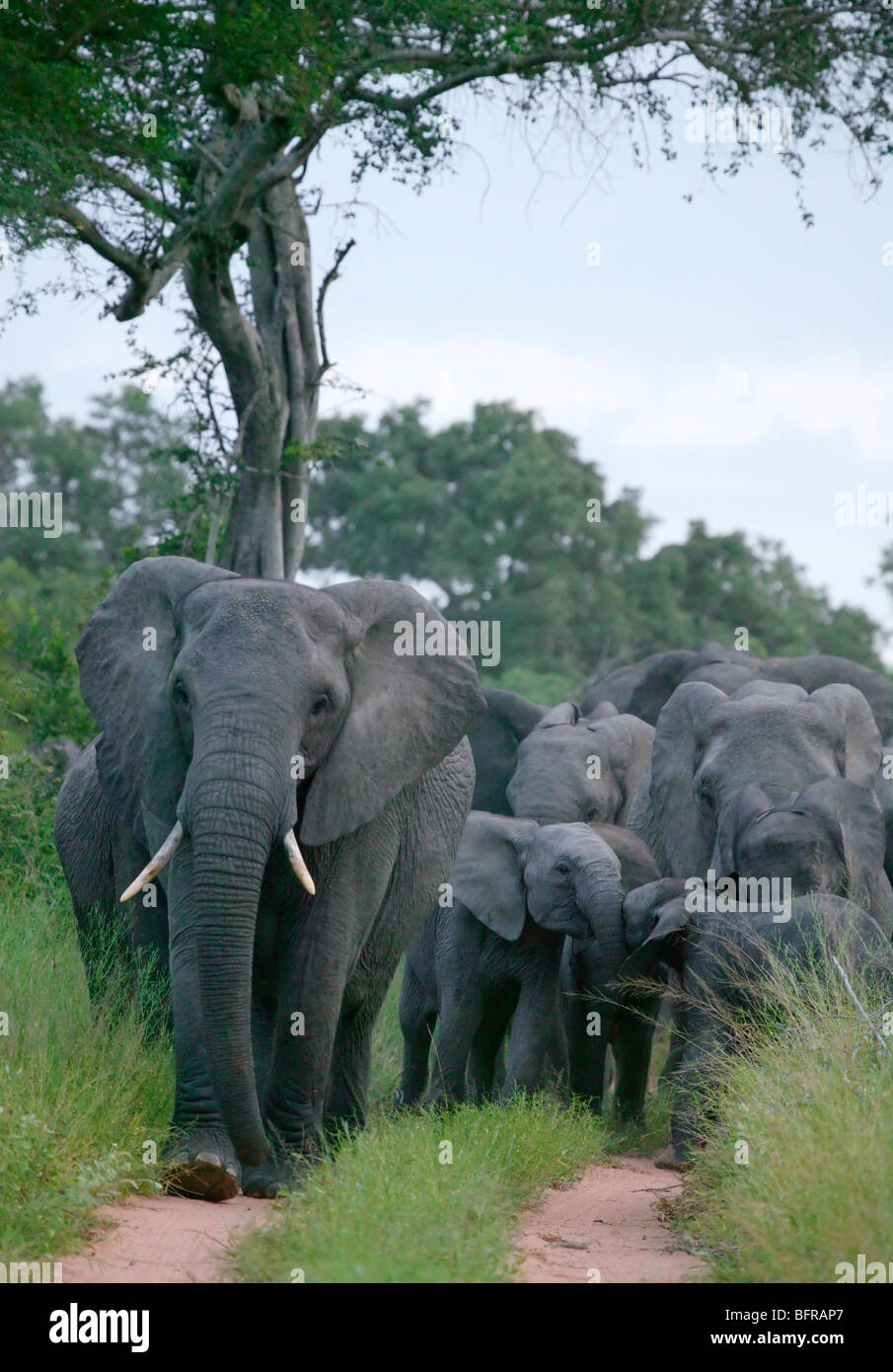 Frontalansicht einer Zucht Herde Elefanten mit jungen Kälbern entlang einer Strecke Stockfoto
