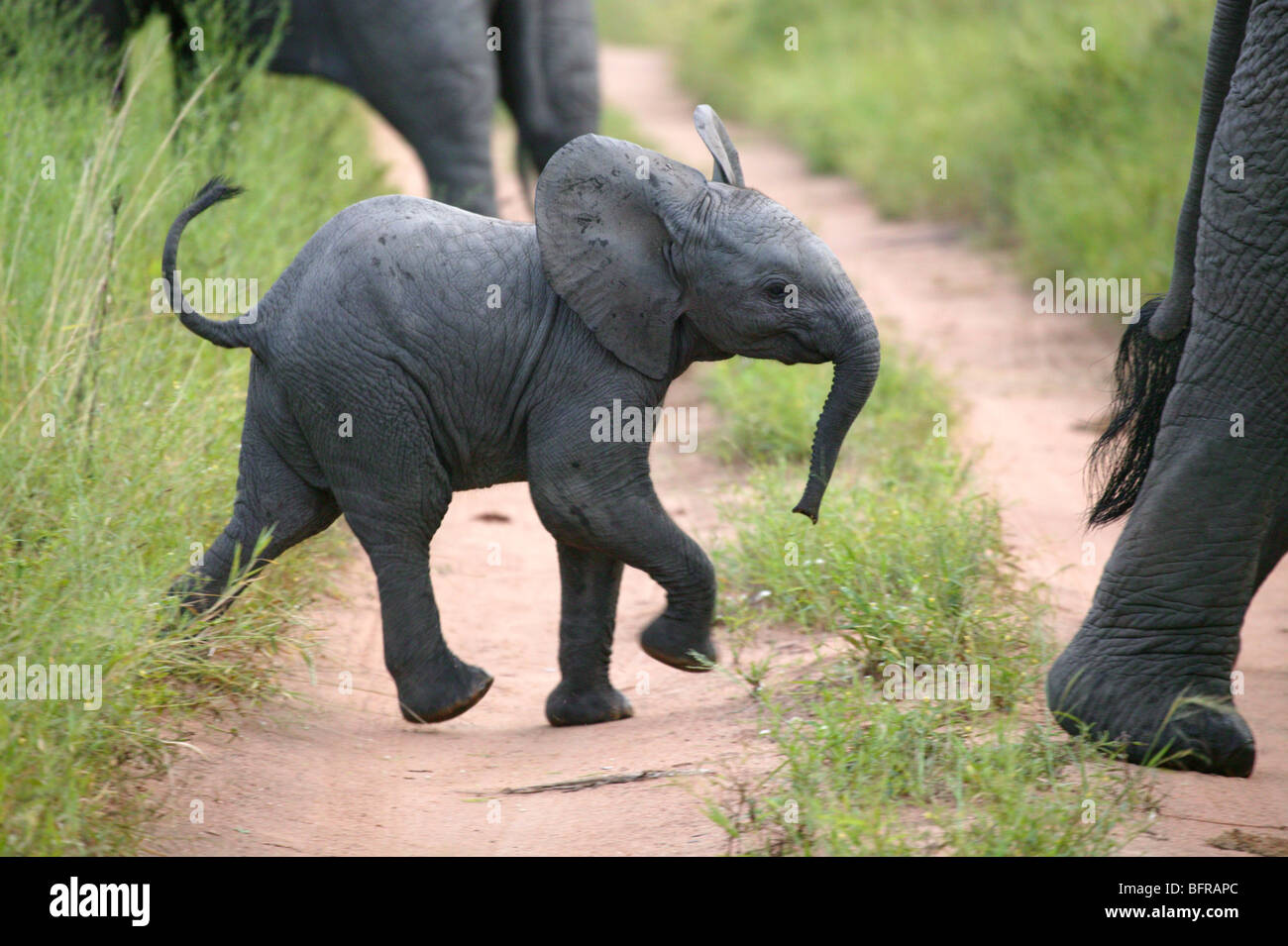 Junger Elefant Kalb überqueren einer Bushveld-Spur Stockfoto