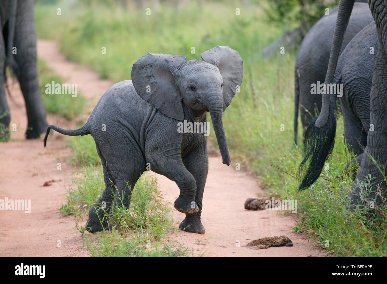 Junger Elefant Kalb mit Haltung, Fuß und Kopf erhoben Stockfoto