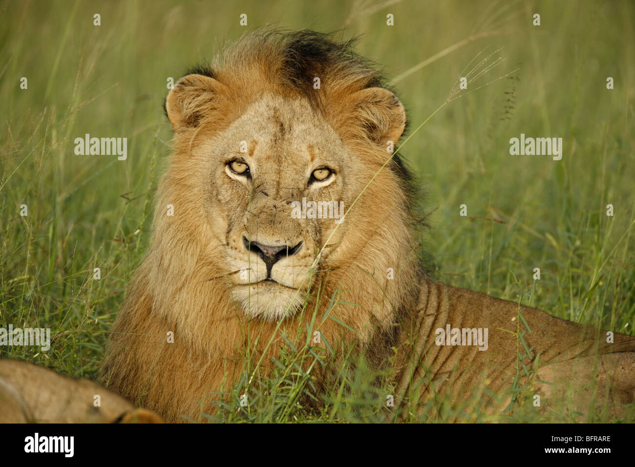 Porträt von männlichen Löwen ruht direkt in die Kamera schaut Stockfoto