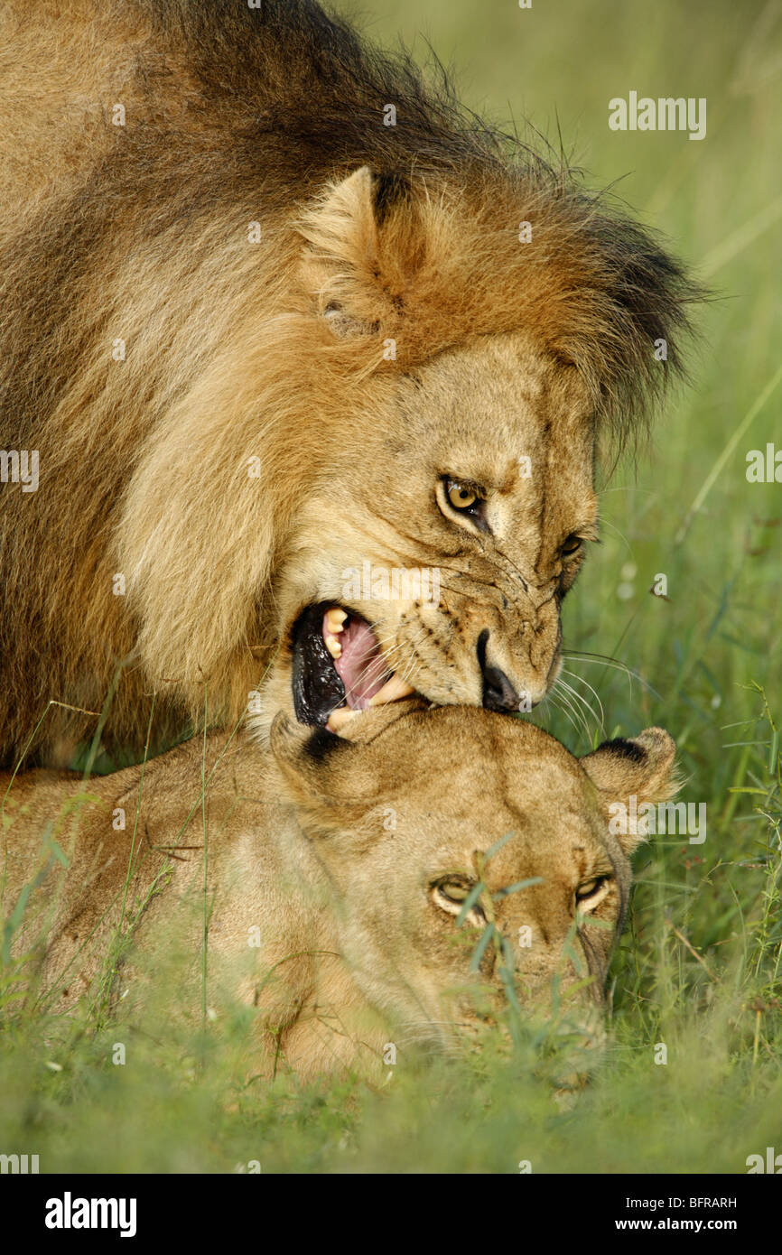 Engen Porträt des Löwen zeigt, wie das Männchen beißt die Haut am Nacken des Weibchens Paarung Stockfoto