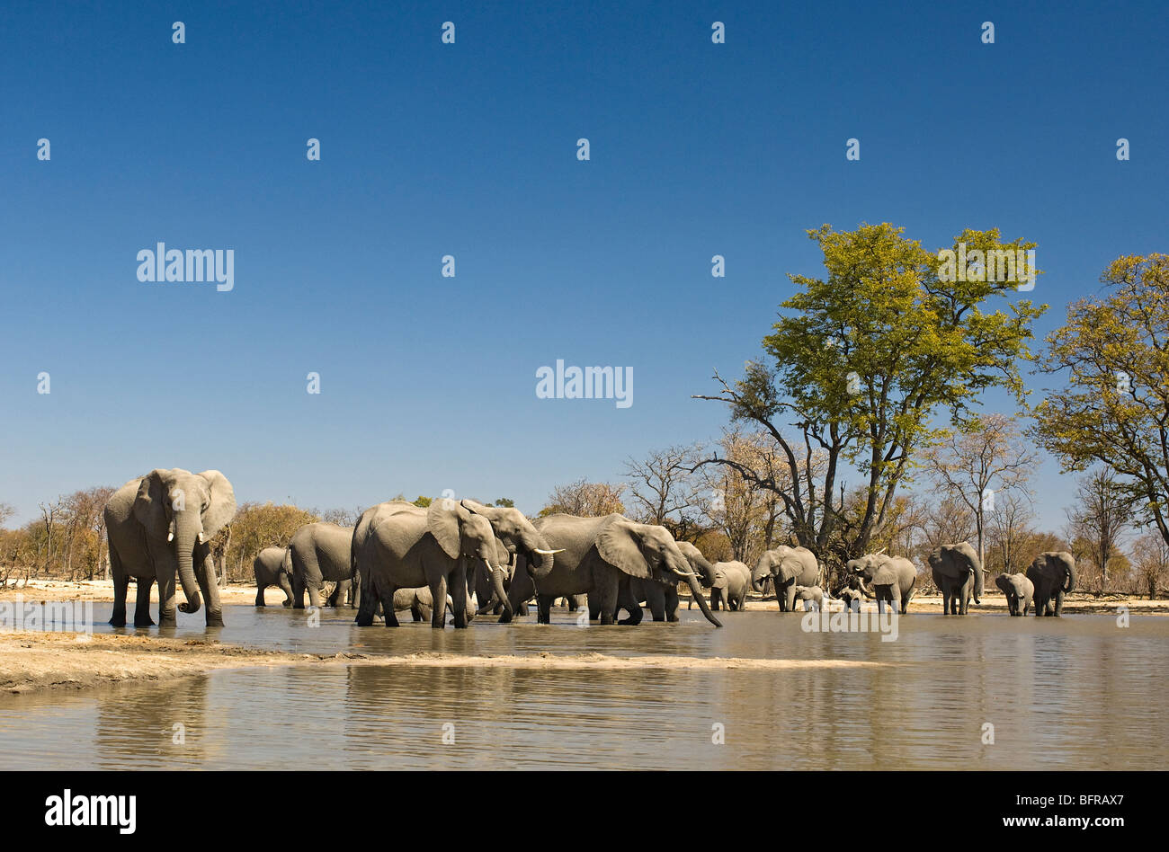 Eine Herde Elefanten erfrischen Sie sich an einer Wasserstelle in der Mopani Wald Stockfoto