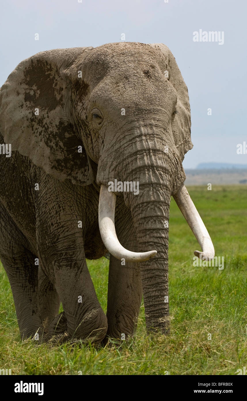 Eine große Tusker bewegt sich langsam über offenes Grasland. Stockfoto